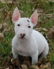 CACHORROS BULL TERRIER - mejor precio | unprecio.es