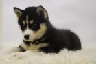 Huskys Siberianos con Pedigre Nacional Disponibles - mejor precio | unprecio.es