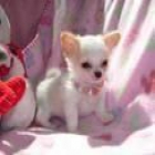 Perrito de Chihuahua sobre la adopción. - mejor precio | unprecio.es