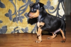 pinscher miniatura - mejor precio | unprecio.es