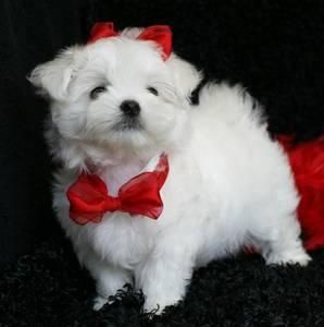 Tengo precios muy económicos Bichon maltes Gratis