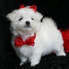 Tengo precios muy económicos Bichon maltes Gratis - mejor precio | unprecio.es