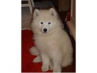 Vendo Samoyedo cachorro por 200 euros!! - mejor precio | unprecio.es