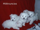 BICHON MALTÉS . EXCELENTE CAMADA DE BICHÓN MALTES , SOMOS SERIOS . - mejor precio | unprecio.es