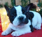 Cachorro de Bulldog Francés - mejor precio | unprecio.es