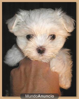 cachorros bichon maltes pedigree nacional