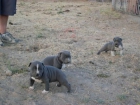 compro pitbull blue o bully - mejor precio | unprecio.es