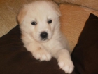 PRECIOSOS SAMOYEDOS CON PEDIGREE - mejor precio | unprecio.es