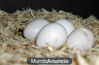 repita huevo