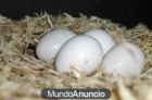 repita huevo - mejor precio | unprecio.es