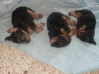 se vende perros yorkshire en ofra tenerife - mejor precio | unprecio.es