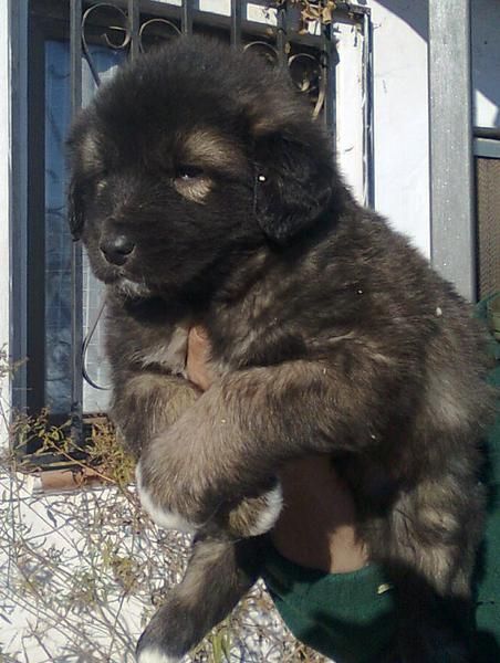 se venden cachorros de pastor del caucaso