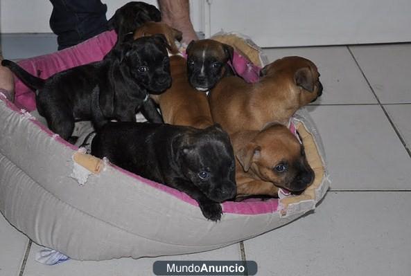 Staffordshire Bull Terrier cachorros libro