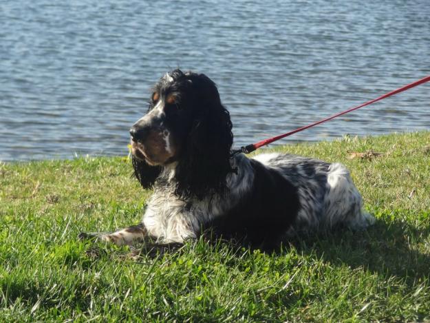 Cocker spaniel inglés ruano tricolor monta pedigree