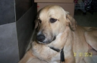 POLO, LABRADOR EN ADOPCIÓN - mejor precio | unprecio.es