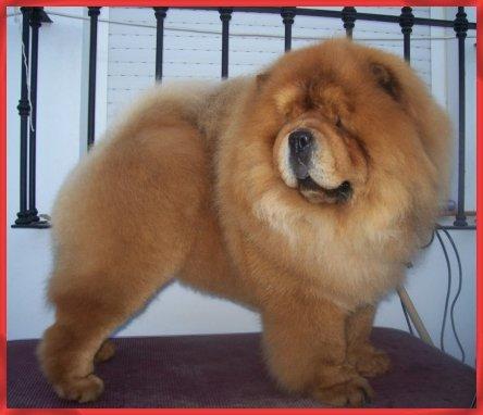 Cachorros Chow Chow excelente calidad