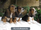 CACHORROS DE BASSET HOUND - mejor precio | unprecio.es