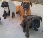 Cachorros de Boxer - mejor precio | unprecio.es