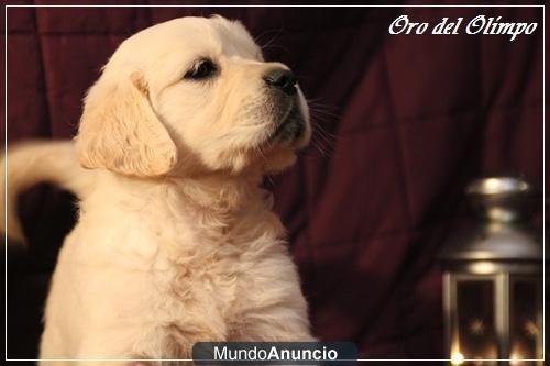 CRIADORES DE CACHORROS DE GOLDEN RETRIEVER DESCENT. MULTHC. MÁXIMA CALIDAD TODAS LAS PRUEBAS DE SALUD OFICIALES