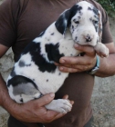 Dogo Aleman en Diferentes Colores - mejor precio | unprecio.es