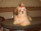 Mi shih Tzu Busca Noviaa!! - mejor precio | unprecio.es