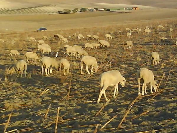 oferton  se vende 1.100 ovejas