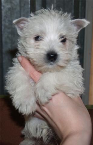 Vendo cachorritos de West higland, economicos
