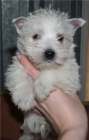 Vendo cachorritos de West higland, economicos - mejor precio | unprecio.es