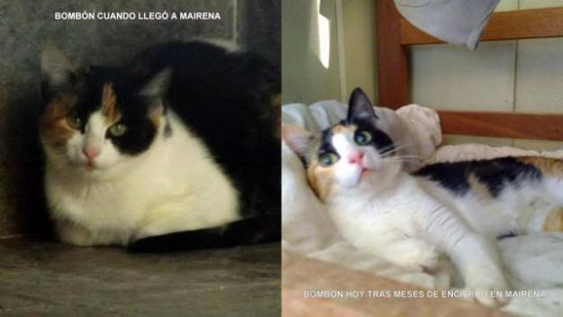 Bombón, preciosa gatita busca familia tras el infierno de la perrera (toda España)