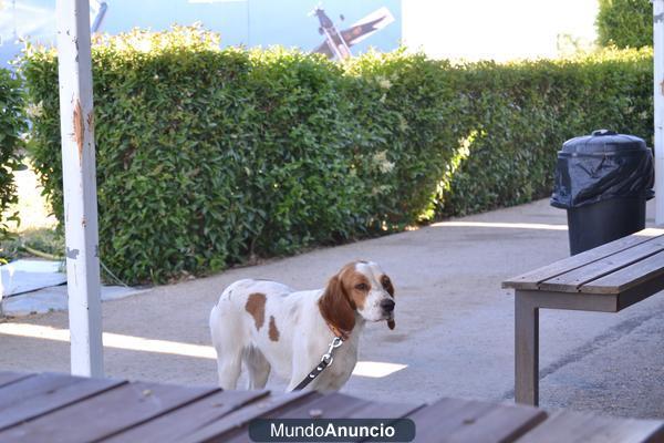 PERRITA BRETÓN BUSCA HOGAR