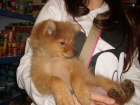 ¿me llevas contigo? 300 euros (pomerania con pedigree) - mejor precio | unprecio.es