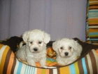 Bichón maltés, pequeños cachorros en venta - mejor precio | unprecio.es
