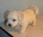 BICHON  MALTES  STANDAR   405 c/u - mejor precio | unprecio.es