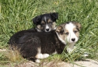 Border collie cachorros nacionales machos y hembras - mejor precio | unprecio.es