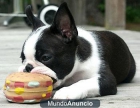 Boston Terrier. Puede financiar. - mejor precio | unprecio.es