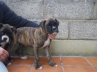 boxer cahorros - mejor precio | unprecio.es