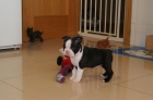 DINNER JACKET CRIA Y SELECCIÓN DE BOSTON TERRIER - mejor precio | unprecio.es