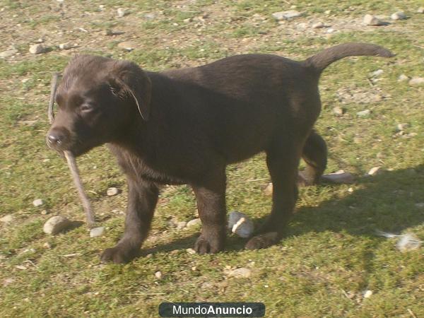 Labradores Retriever CHOCOLATE, con LOE