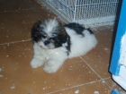 Shih tzu hembra 380 euros - mejor precio | unprecio.es