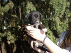 Soy una cachorrita de dos semanas ¿me puede ayudar alguien? cachorrita 6 - mejor precio | unprecio.es