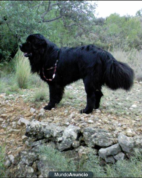 terranova para montas