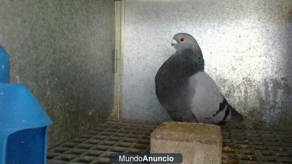 3 parejas palomas rafeñas buena linea