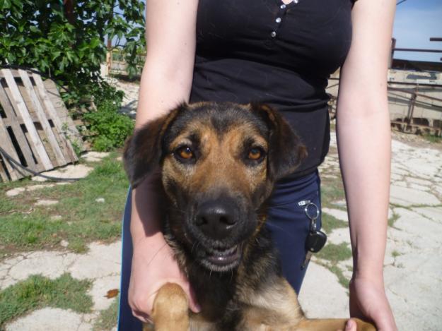 Adopción para CORA . Hembra adulta, 16kg, 45cm altura, muy buena. MURCIA‏
