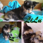 LILU. Pequeña gatita de colores de pelo semi largo busca un hogar donde crecer feliz - mejor precio | unprecio.es