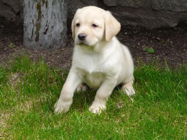 camada de Labrador Retriever