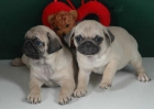Carlino ¡cachorros a buen precio! - mejor precio | unprecio.es