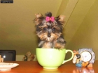 COCKER INGLES, FOX TERRIER, YORKSHIRE TERRIER ENANO, ROTTWEILER, PERRO DE AGUA, SAN BERNARDO, BOXER, DALMATA, SHARPEI, B - mejor precio | unprecio.es