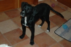 regalo cachorro - mejor precio | unprecio.es