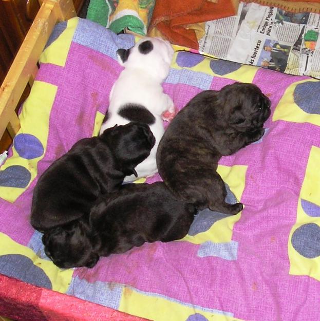 Se venden cuatro cachorros bulldog frances con pedigri