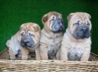 SHAR PEIS, EXCELENTE CAMADA 290€ - mejor precio | unprecio.es